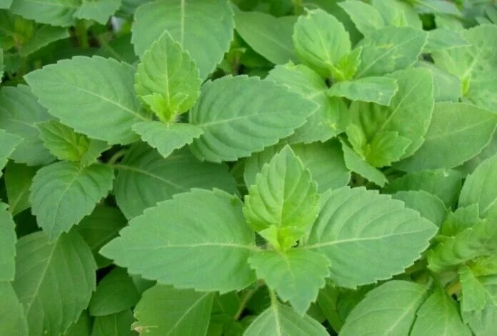 tulsi upaay