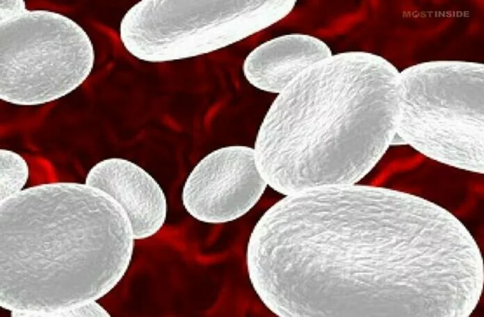 White Blood Cell (WBC) Count : जाने WBC कैसे बचाता है आपको बीमारियों से