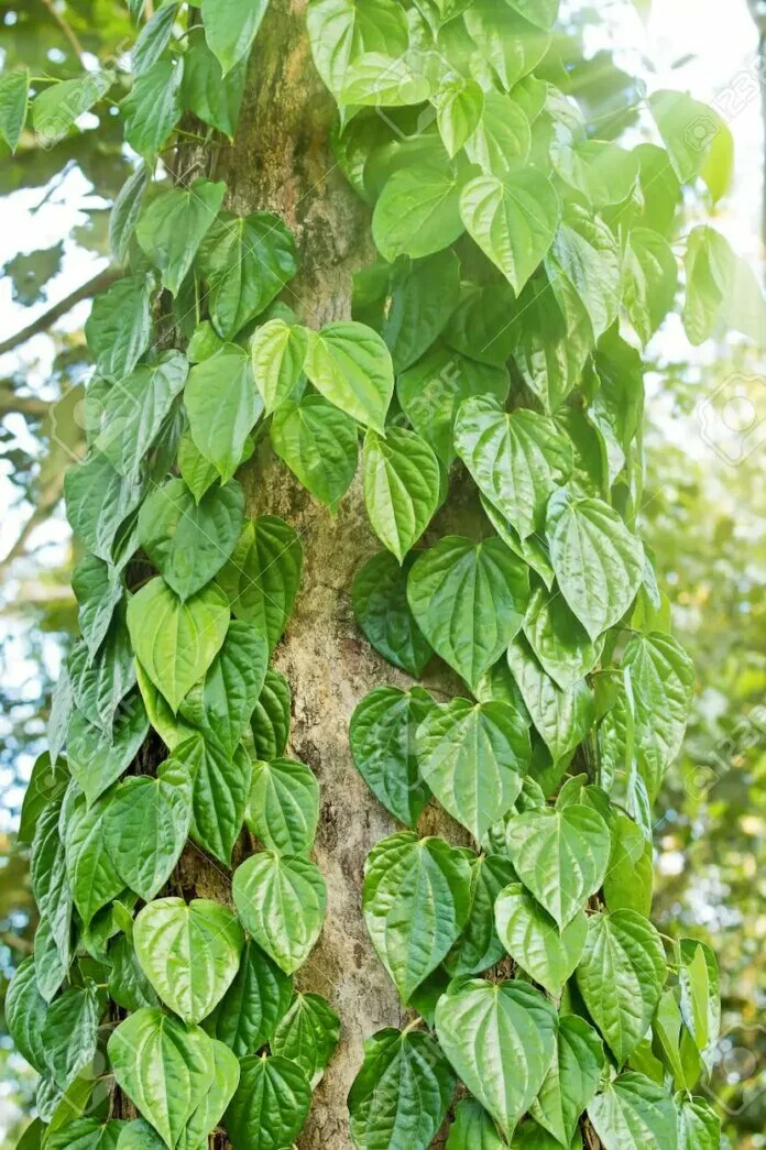 नक्षत्रों के अनुसार वृक्षों की उपासना करने से मिलता है सुफल