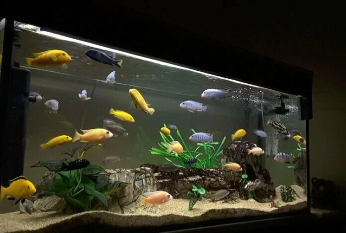 fish aquarium Astrology