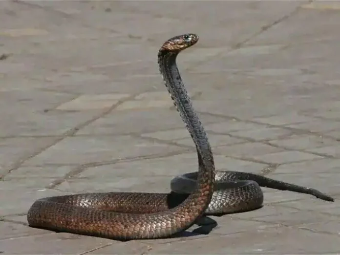 Snake Bite Tip:सांप काटे तो ऐसे करें बचाव, इन 5 कामों को भूलकर भी न करें