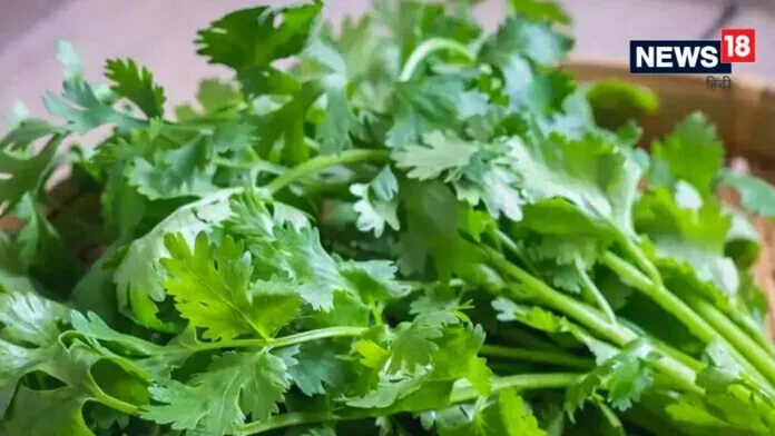 Green Coriander Benefits: हरा धनिया हेल्थ के लिए है काफी फायदेमंद, खाने में करते रहें इस्तेमाल